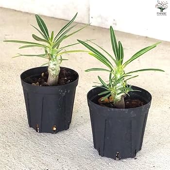 Amazon｜ITANSE パキポディウム グラキリス 2号鉢 1個売り